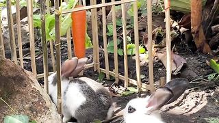 Trap Animal 7