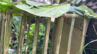 Trap Animal 5
