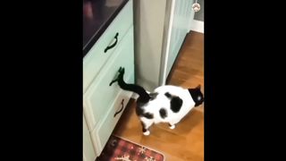 cutie cat in action