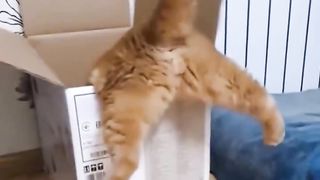 goofy cat 2