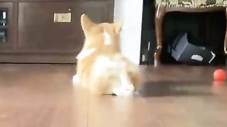 dog stretching legs
