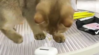 harassing cat