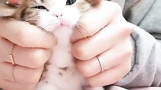 fluffy cat