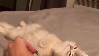 limp cat
