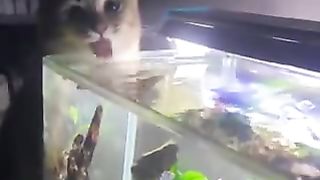 cat drinking water from aquarium
