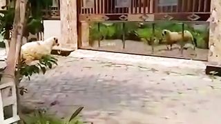 Goat fighting funy video viral in world