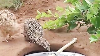 Animal 38