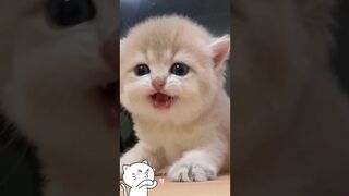 pets & animals 5