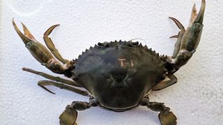 Kepiting Soka