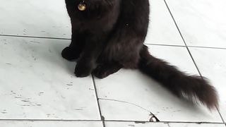 black cat is looking for a mate