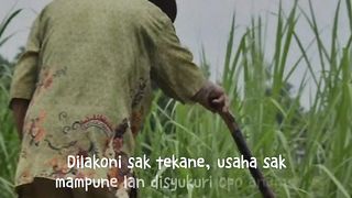 Bercocok tanam