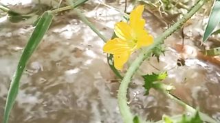 Beautiful flower near water flow.