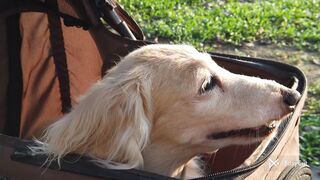 Dogs play and have fun