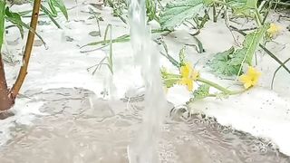 Waterfall and Flower