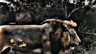 Tiger lion