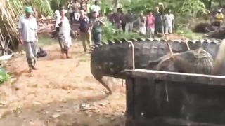 20 Аномально БОЛЬШИХ ЖИВОТНЫХ в Мире