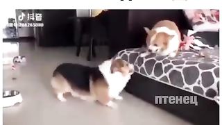 funny videos with animals part 1