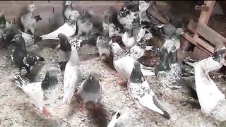 Kalsiray lakhy gray breeder pair pigeon