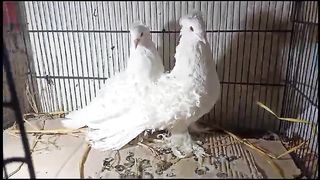 American sedal feral breeder pair pigeon beautiful