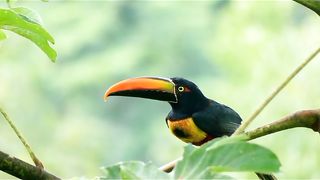 Top 7 Most unique bird in the world.