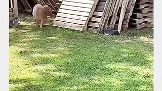 Funny Dog Vs Hen Viral Video