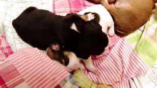 Most popular dog names in the US have been released in a new report