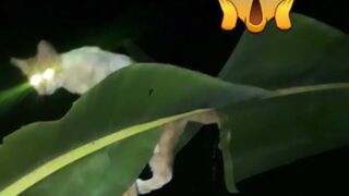 Wow horor Penampakan siluman kucing di pohon pisang