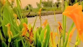 شام تے نہر دا کَنڈھا  | Lovely Village View |