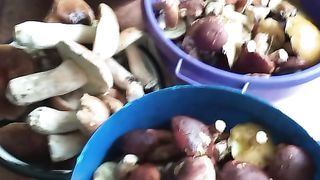 Лісові грибочки