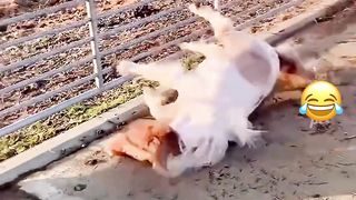 funnyanimals 9