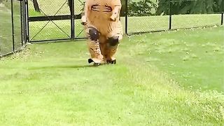 ???? FUNNY Canine Compilation (Please subscribe)