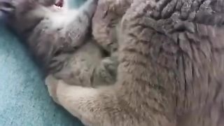 Cócegas no meu gato