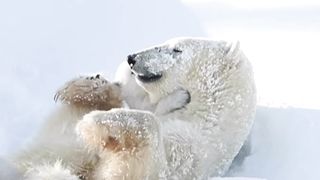 Família de urso polar linda