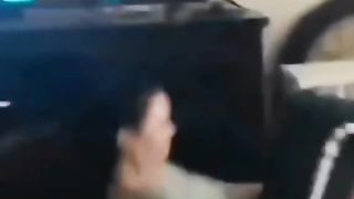 Gatos são bichanos ultra iteligentes
