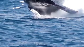 Baleia linda se divertindo