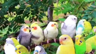 Pássaros lindos