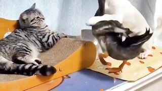 Animais brincalhões