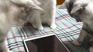 Gatos modernos caçando