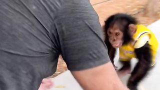Monkeys love