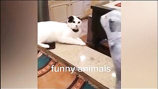 FUNNY_ANIMALS_VIDEO,_SO_CUTE_ANIMALS_AND_CAT_WITH_FUNNY_????????????#viral_#viralvideo(240p).