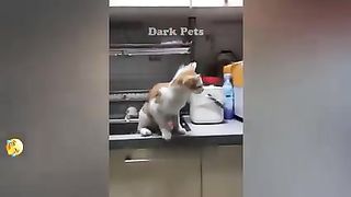 ????????_Funniest_Animals_2023_????????_Funniest_Animals_#_2(240p).