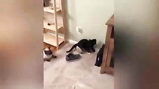New_Funny_Animals_????_Funniest_Cats_and_Dogs_2023_????????_Part_7(240p).