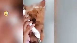 ????????_So_Funny!_Funniest_Cats_and_Dogs_2023_????????_Funny_And_Cute_Animal_Videos_2023_#_100(144p).