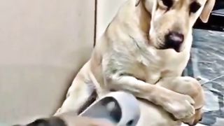 Madre perro proteje su cachorro para que no le peguen