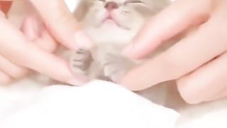Funny cat 234