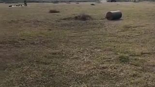 Hmc warrior cricket ground grass Cutting Work Progress
