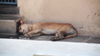 Fake Big Lion Prank Dog Jumping Funny Video Can Not Stop Laugh Must Watch New Comedy Video