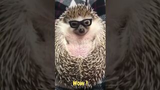 pets & animals 6