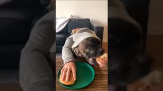 pets & animals funny 4