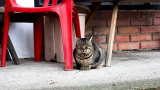 Cat Video Download.